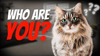 How Well Does Your Cat Really Know You?