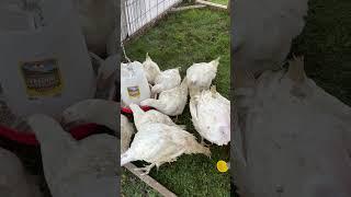 Pasture Raised Chickens and Turkeys - Day 65 Update