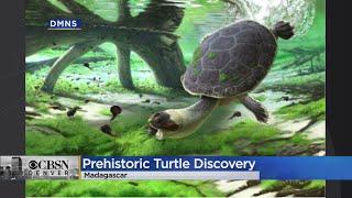 Turtle Discovery: Researchers At Denver Museum Of Nature & Science Unearth Prehistoric Species