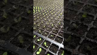 #farming #peppergrowing #vegetablefarming #garden #agriculture #gardening #growingpeppers