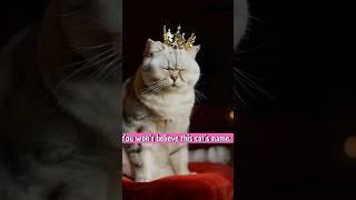 THIS Cat’s NAME Is Too FANCY To Be Real #shorts