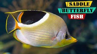 Saddle Butterflyfish - Everything You Need to Know About Saddle Butterflyfish