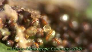 Fern Spores under a microscope