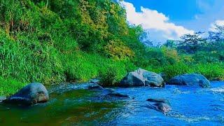 Green Stream Flowing in Tropical Forest Nature Sounds, Nature White Noise for Sleeping.