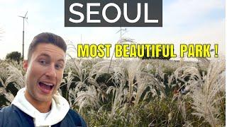 Visiting Seoul's STUNNING Silvergrass Festival | Haneul Park