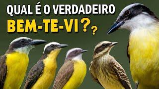 TODOS os BEM-TE-VIS do BRASIL: Cantos e comportamentos do bem-te-vi, neinei e outras espécies!