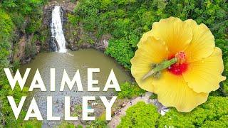 Waimea Valley - Everything You Need to Know 2025 [4K Drone]