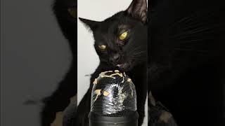 cat asmr 