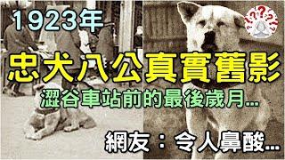 1923年「忠犬八公」真實舊影，憨厚守信忠犬八公，澀谷車站前的最後歲月...(歷史萬花鏡)