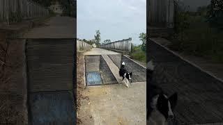 在路上画两坑，路人看到会从中间走吗