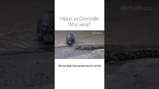 Hippo vs crocodile