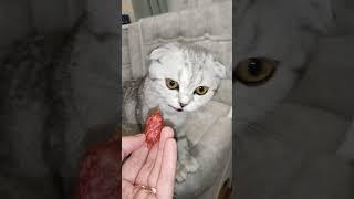 Вкусно  #cat #ARpaniTa #Diana