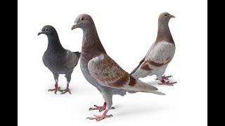 Common Mistakes to Avoid When Racing Pigeons in young birds