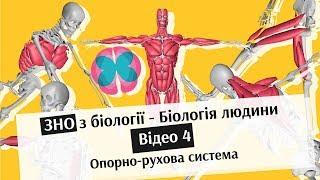 ЗНО з Біології - Відео 4. Групи м'язів та їх функції - Біологія людини | brames