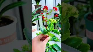 Cut planting Kalanchoe flower #gardening #kalanchoe #gardenflower #shorts