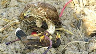 Season's First Shikra Training || How to train shikra, falcon or eagle || Raptors Today