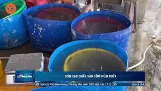 BƠM TẠP CHẤT VÀO TÔM HÙM CHẾT | VTV5