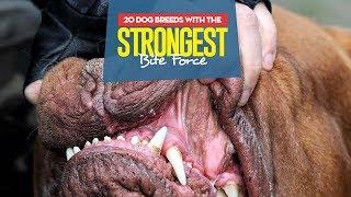 Top 10 Dog Breeds with the Strongest Bite Force