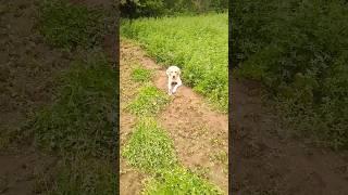 #vairalvideo #lebradogs #doglover #sorts #sort #vlog #video #ghav #village