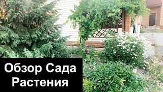 Мой Сад/Обзор сада/Розы/Ромашки/Коллекция растений