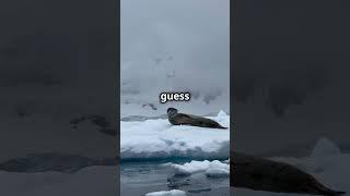 5 Spectacular Seal Facts You’ll Love!  #SealFacts #FunLearning #SmartyPaws