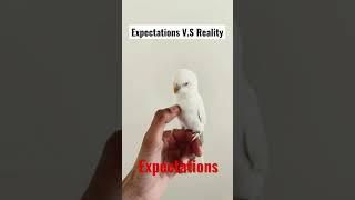 Expectations V.S Reality (Parakeet Version)#parakeets #parrots  | Pixie’s Diary