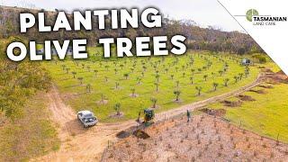 PLANTING OLIVES TREES