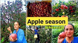 Apple Orchard in Shimla  || Apple orchard || Harvesting + Grading || Apple farm || Girl from North