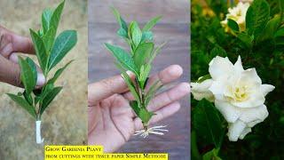 How to Propagate Gardenia plant from cuttings , Gardenia propagation