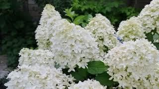 The beautiful Hydrangea Skyfall in Reinier's garden