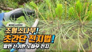 조형소나무! 초간단 전지법! 알면 신기한 노하우 전지 / Beautiful pruning of pine trees 040!