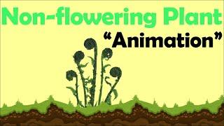 NON FLOWERING PLANTS | Animation