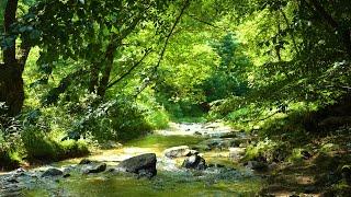 The sound of water in a cool, green valley, a cool summer valley in a deep forest ASMR 