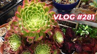 SUCCULENT GROWING ISSUES (Pest, Soil, Temperature, Dormancy) |VLOG #281 Growing Succulents with LizK