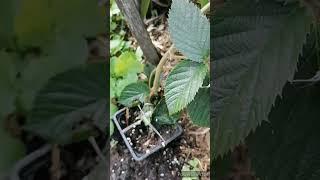 Укоренение ежевики макушкой. #отправкапочтой #ежевика #garden #саженцы #жимолость