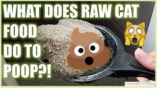 What does the Raw Cat Food Diet do to their POTTY HABITS?! - Cat Lady Fitness