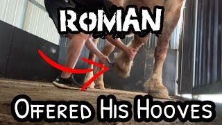 Belgian Draft Rescue: Hoof Care Needed