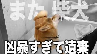 【捨てるな】※凶暴すぎて捨てられ近づきもできない限界柴犬を救出するために愛護センターに突入！足無し耳無しの