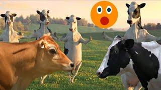 funny cow dance || fun superfast