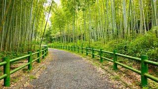 【4K】Relaxing Walk Through Bamboo Grove In Japan | ASMR