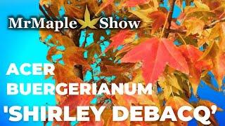 Acer buergerianum 'Shirley Debacq’ | Trident Maple | MrMaple Clips