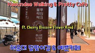 [Korea 한국] Busan Haeundae Moontan Road Cherry Blossom & Pretty Cafe / 해운대 문탠로드 벚꽃길과 오션브리즈 카페 (ENG)