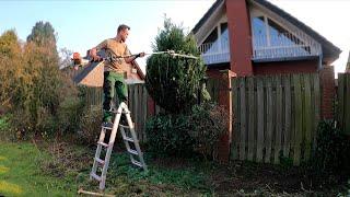 Kustorez.  Restoration of the blue Cypress Topiary