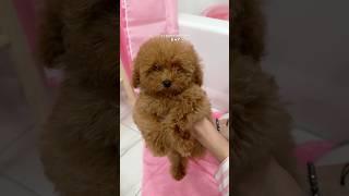 it’s bath time! #shorts #puppy #pink #asmr #asmrvideo #poodle #viralvideo