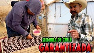 Primeros pasos para UNA COSECHA DE CHILES EXITOSA