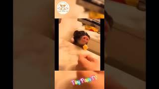 Cutest Puppies Ever Part 5 - Tiny Paws TV #animals #cutepets #funnyanimals #bestanimalvideos