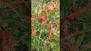 #210 new viral song faniy sorts video  yashwant kumawat #move song