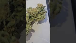WHOS TREES LIKE THIS ? #420 #trending #hippie #rasta