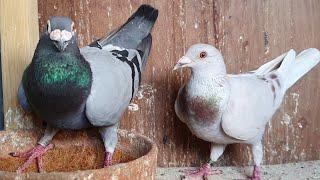 2022 pigeon breeding pairs [SNEAK PEEK!]