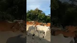 commercial cattle ranching in Masvingo